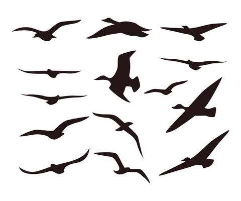 Silhouette birds icon set vector template