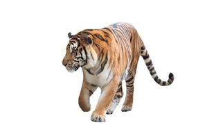 tigre de bengala aislado foto