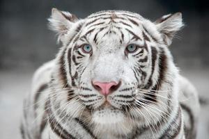 white bengal tiger photo