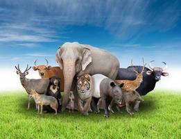 group of asia animals photo