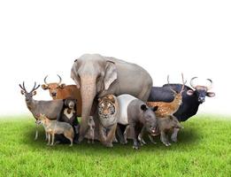 group of asia animals photo