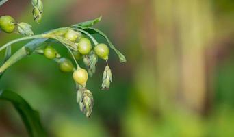 fresh job's tears photo