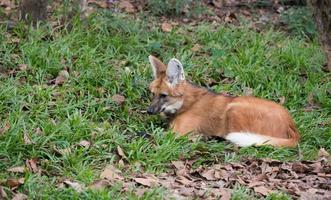 maned wolf on grass photo