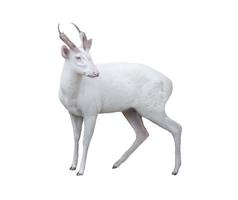 albino barking deer photo