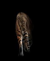 bengal tiger in the dark photo