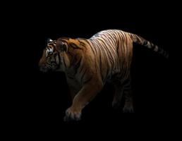 bengal tiger in the dark photo