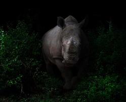 white rhinoceros  in the dark forest photo