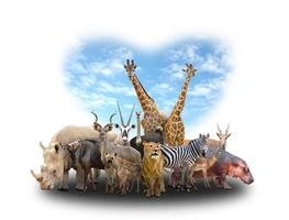 group of africa animals photo