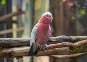 galah cockatoo in zoo photo