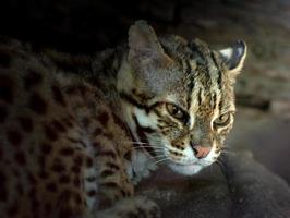 gato leopardo en el zoológico