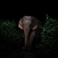 elefante asiático en el bosque oscuro foto