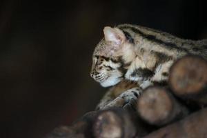 Leopard cat in zoo photo