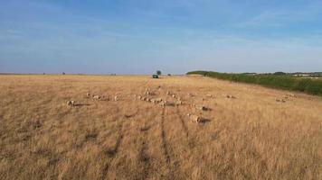 Drone's High Angle Footage of Sheep Farm at Sunset Time. Farm is located at Sharpenhoe Clappers Bedfordshire England, video