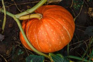 A young orange pumpkin grows in the garden bed. Growing vegetables in the garden photo