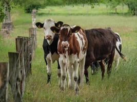 cows in westphalia photo