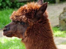 animales en el zoológico foto