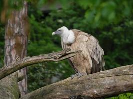 animales en el zoológico foto