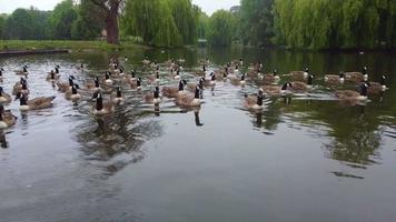 meer- en watervogels in het plaatselijke openbare park op een bewolkte dag. wardown park is gelegen aan de rivier de lea in luton. het park heeft diverse sportfaciliteiten video