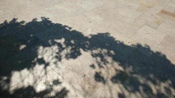 abstrakte Schatten von Bäumen auf dem Boden draußen video