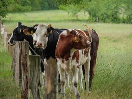 cows in westphalia photo