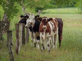 cows in westphalia photo