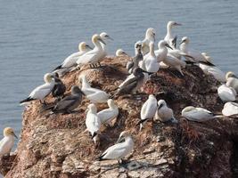 Birds on the island of Helgoland photo