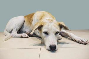 Lazy dog lay down on tile floor over gray wall background photo