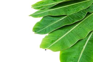 Banana leaves isolated over white background photo