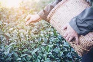 el hombre cosecha recoger hojas de té verde frescas en el campo de té de las tierras altas en chiang mai tailandia - gente local con agricultura en el concepto de naturaleza de las tierras altas foto