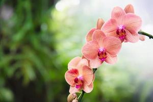 Light orange orchid with green leaf background - beautiful nature flower blossom concept photo