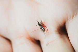 dead mosquitoes on hand photo