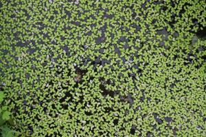 A large number of aquatic plants photo