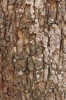 natural dry tree bark photo