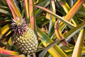 pineapple in the field photo