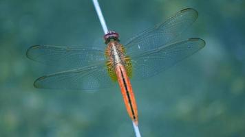 Dragonfly on Branch photo