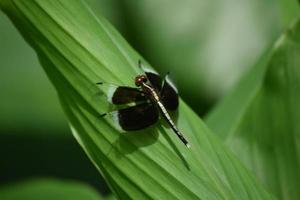Dragonfly on Leaf photo