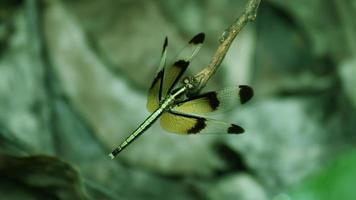 Dragonfly on Branch photo