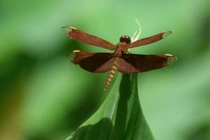 Dragonfly on green leaf photo