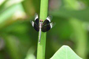 Dragonfly on the Leaf photo