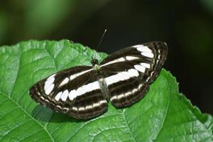 Butterfly on green leaf photo