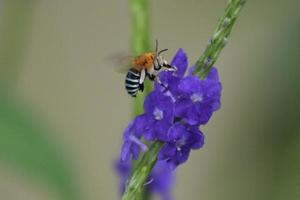 Bee on blue flower photo