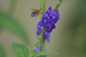 Bee on blue flower photo