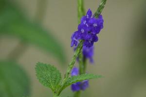 Blue wild flower photo