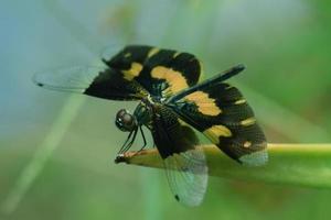 Dragonfly on branch photo