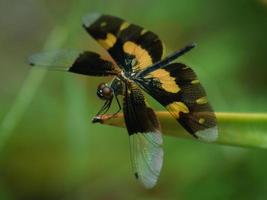 A dragonfly on branch photo