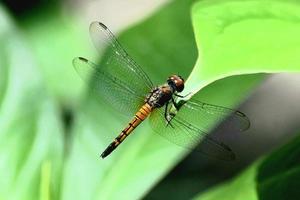 A dragonfly on a branch. photo