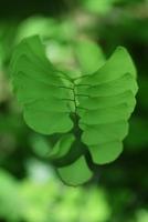 Beautiful green leaf photo