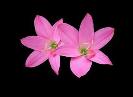 zephyranthes spp o lirio de hadas o lirio de lluvia o flor de zephyr. primer plano pequeño ramo de flores de cabeza rosa aislado sobre fondo negro. foto