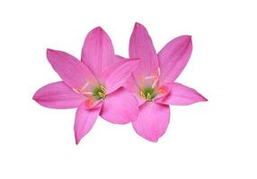 Zephyranthes spp or Fairy Lily or Rain Lily or Zephyr Flower. Close up small pink head flower bouquet isolated on white background. photo