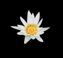 Nymphaea or Water lily or Lotus flower. Close up white-yellow lotus flower isolated on white background. The side of white waterlily. photo